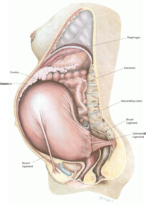Pregnancy