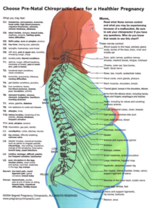 chiropractic pregnancy chart